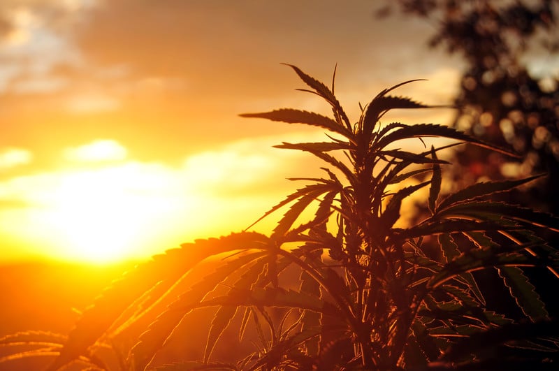 cannabis in the sunshine